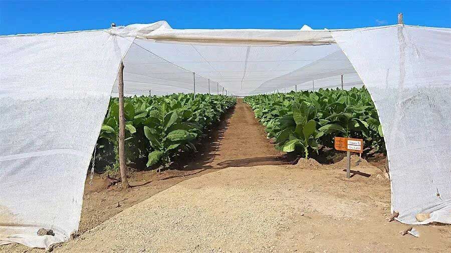 1772508859255158.jpg 33.jpg